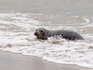 Casa per le vacanze Ouddorp Ambiente 29