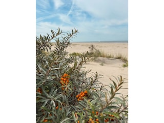 Ferienhaus Ouddorp Umgebung 39