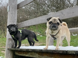 Lilli & Marleen, die Hausmöpse