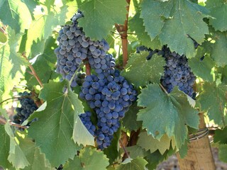 Casa per le vacanze Cotignac Ambiente 33