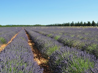 Vakantiehuis Cotignac Omgeving 34