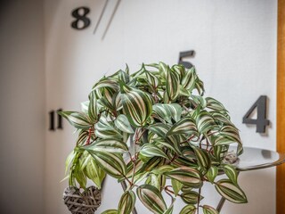 Vakantieappartement Harlesiel Buitenaudio-opname 15