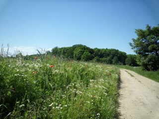 Forrest and field close to Thorstorf