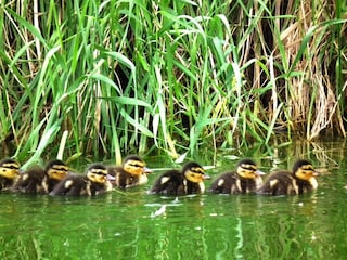 Maison de vacances Schlepzig  16