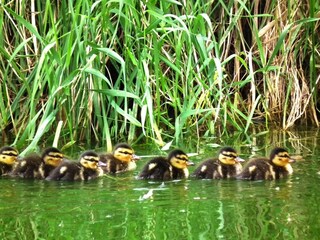 Vakantiehuis Schlepzig  14