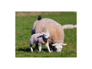 Casa per le vacanze De Koog Ambiente 28