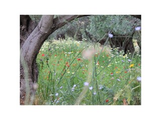 Casa per le vacanze Kampos Ambiente 32