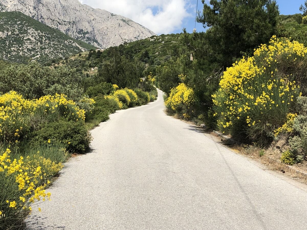 Ginsterblüte im Mai