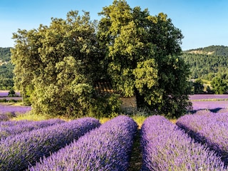 Lavendel