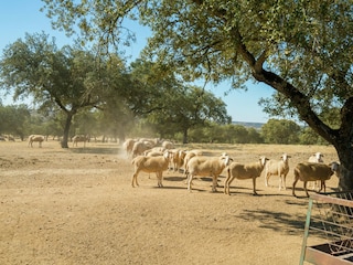 Ferienpark Herrera de Alcántara  38