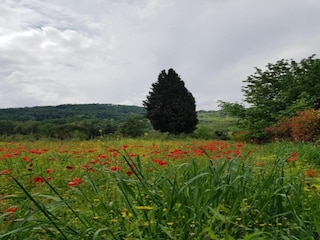 Parc de vacances San Donato in Poggio Environnement 22