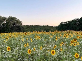 Parc de vacances San Donato in Poggio Environnement 29