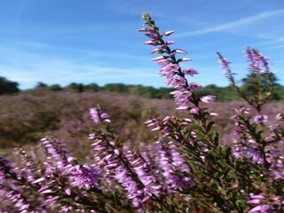 Parc de vacances Udenhout Environnement 31