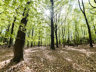 Holiday park Appelscha Environment 25