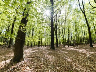 Holiday park Appelscha Environment 26