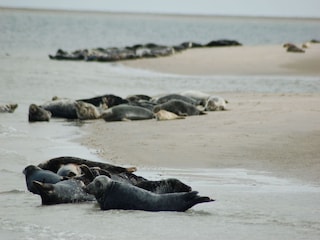 Holiday park De Koog Environment 23