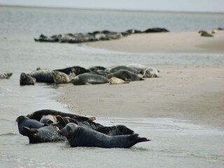 Vakantiepark De Koog Omgeving 31