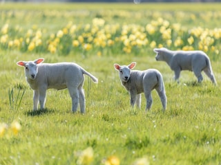 Ferienpark De Koog Umgebung 26
