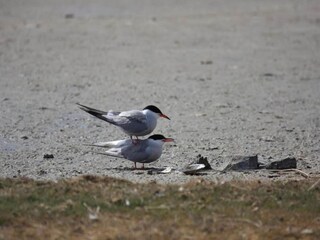 Holiday park De Koog Environment 33