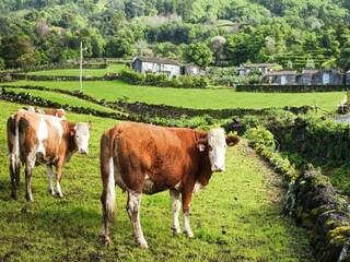 Parco vacanze Prainha Ambiente 31