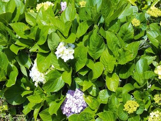 Parco vacanze Prainha  38