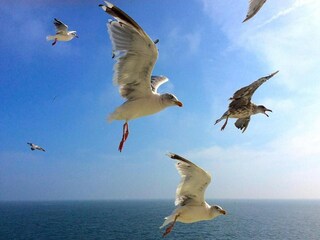 Parque de vacaciones De Koog Entorno 20