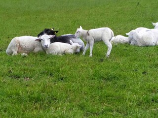 Maison de vacances Neßmersiel Environnement 19