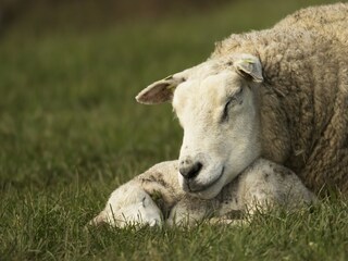 Holiday park De Koog  41