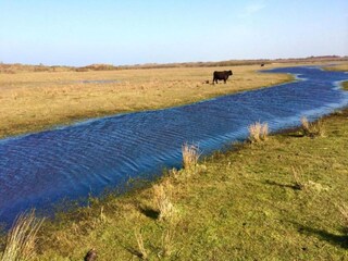 Vakantiepark De Koog Omgeving 30