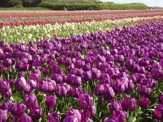 Vakantiepark Guilvinec Omgeving 13