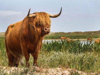 Parc de vacances De Koog Environnement 34