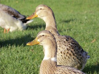 Apartamento Neßmersiel Entorno 14