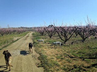 Vakantiepark Benalúa Omgeving 33