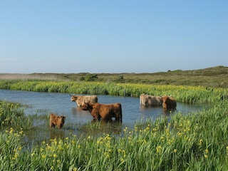 Ferienpark Den Hoorn Umgebung 13