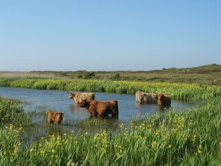 Ferienpark Den Hoorn Umgebung 16