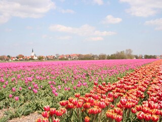 Parc de vacances Den Hoorn Environnement 11