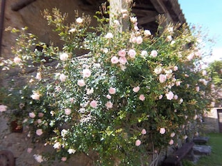 Holiday park San Godenzo  33