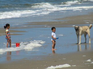 Parc de vacances Den Hoorn Environnement 13