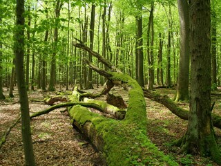 Appartement Herzberg am Harz Environnement 17