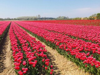 Vakantiepark Uitgeest Omgeving 29