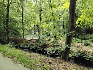 Parque de vacaciones Sint Nicolaasga Entorno 21