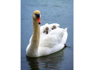 Ferienwohnung Unteruhldingen Umgebung 19