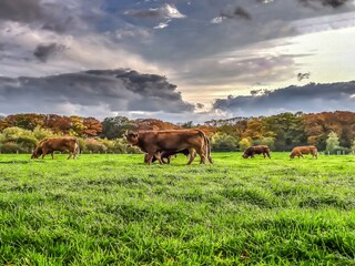 Parc de vacances Rijssen Environnement 24