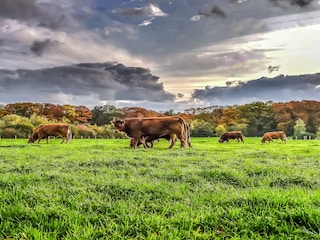 Parque de vacaciones Rijssen Entorno 24