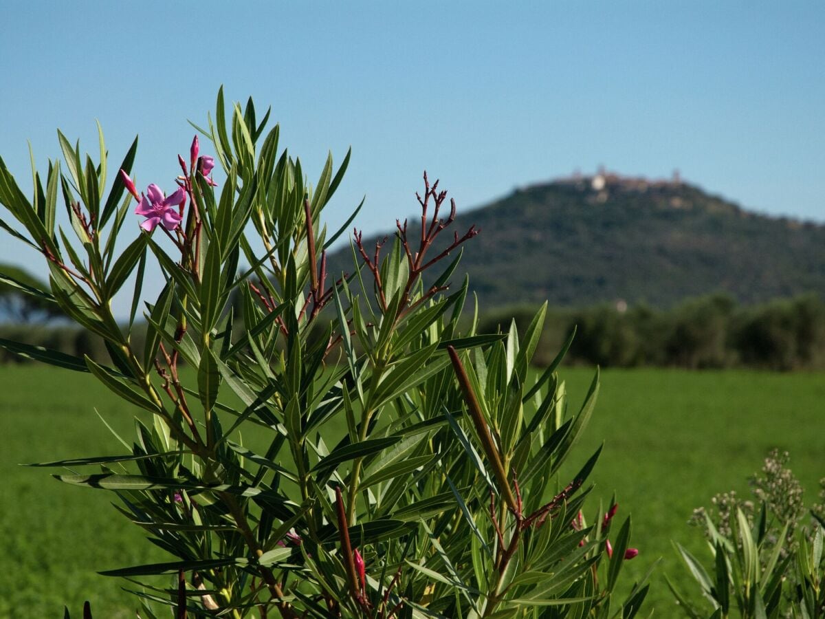 Ferienpark Montepescali Umgebung 27