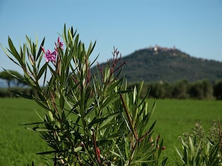 Holiday park Montepescali Environment 28