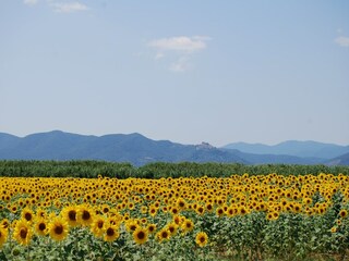 Holiday park Montepescali Environment 31