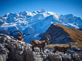 Parc de vacances Arâches-la-Frasse Environnement 23