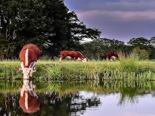 Vakantiepark Rijssen Buitenaudio-opname 2
