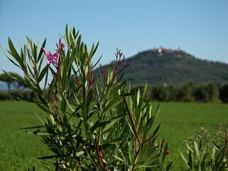 Ferienpark Montepescali Umgebung 32